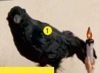 Le corbeau en plumes