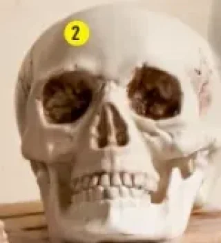 Le crâne