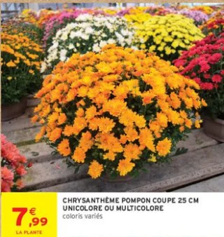 Chrysanthème pompon coupe 25 cm unicolore ou multicolore