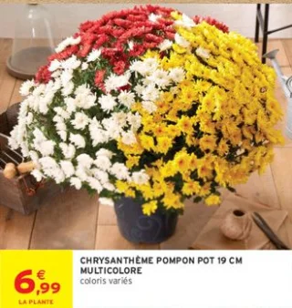 Chrysanthème pompon pot 19 cm multicolore