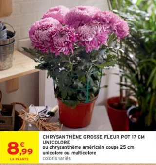 Chrysanthème grosse fleur pot 17 cm unicolore ou Chrysanthème américain coupe 25 cm