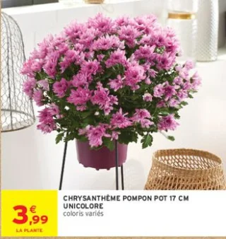 Chrysanthème pompon pot 17 cm unicolore