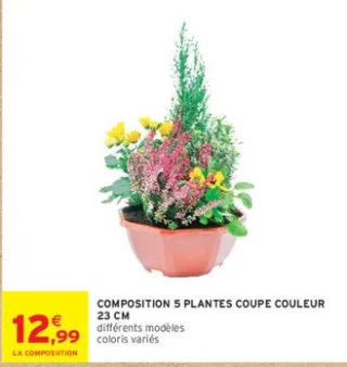 Composition 5 plantes coupe couleur 23 cm