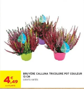 Bruyère Calluna tricolore pot couleur 13 cm