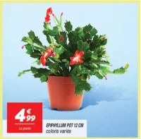 Epiphyllum pot 12 cm 