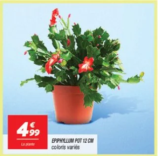 Epiphyllum pot 12 cm 