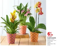Plante fleurie (Phalaenopsis, Calla, Vriesea)