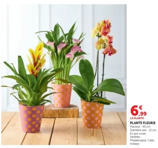 LA PLANTE