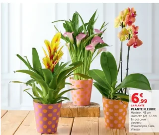 Plante fleurie (Phalaenopsis, Calla, Vriesea)