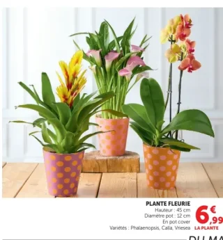 Plante fleurie Phalaenopsis, Calla, Vriesea