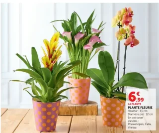 Plante fleurie (Phalaenopsis, Calla, Vriesea)