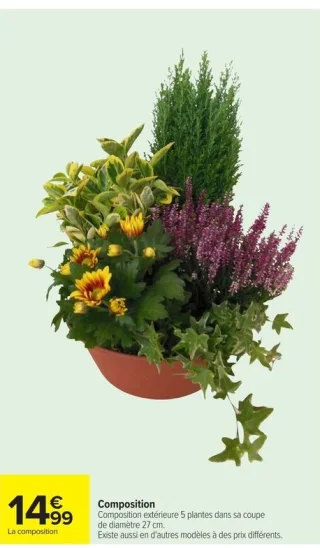 Composition extérieure 5 plantes dans sa coupe