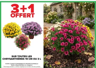 Chrysanthèmes 19 cm ou 3 L
