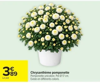 Chrysanthème pomponette