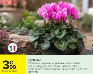 Cyclamen Pot de 14 cm