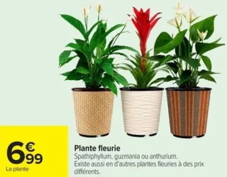 Plante fleurie Spathiphyllum, guzmania ou anthurium