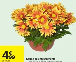 Coupe de chrysanthème 23 cm