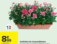 Jardinière de chrysanthèmes Longueur 40 cm