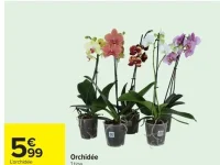 Orchidée 1 tige