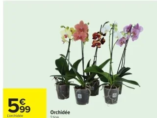 Orchidée 1 tige