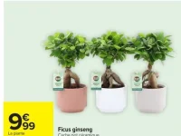Ficus ginseng