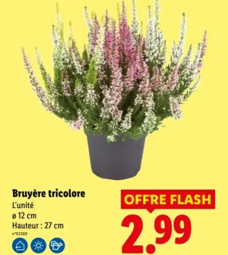 Bruyère tricolore