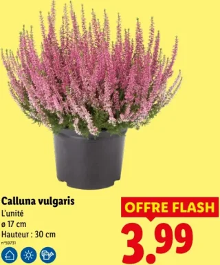 Calluna vulgaris