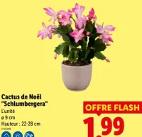 Cactus de Noël "Schlumbergera"