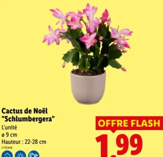 Cactus de Noël "Schlumbergera"