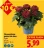 Promo Chrysanthème grosse tête déco