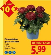 Chrysanthème grosse tête déco