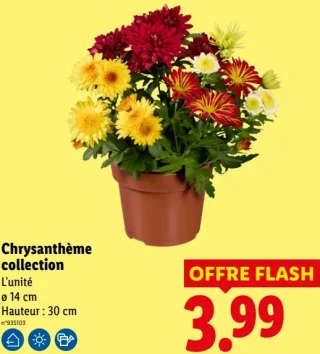 Chrysanthème collection