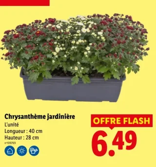 Chrysanthème jardinière