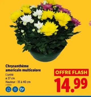 Chrysanthème américain multicolore