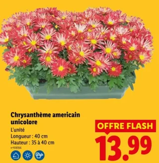 Chrysanthème américain unicolore