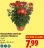 Promo Chrysanthème américain unicolore 5 boutures