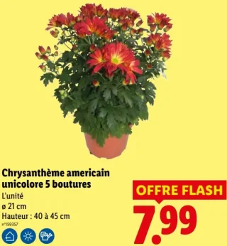 Chrysanthème américain unicolore 5 boutures