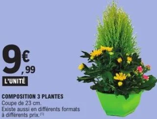 Composition 3 plantes Coupe de 23 cm
