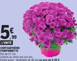 Chrysanthème Pomponnette Pot de 21 cm