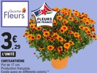 Chrysanthème Pot de 17 cm Quartier Fleurs