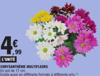 Chrysanthème multifleurs En pot de 17 cm