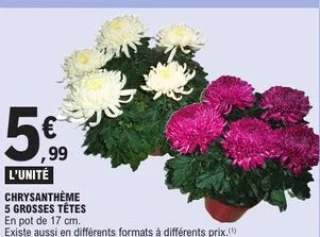 Chrysanthème 5 grosses têtes En pot de 17 cm