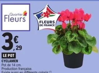 Cyclamen Pot de 14 cm Quartier Fleurs