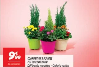 Composition 3 plantes pot couleur 20 cm