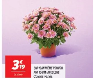 Chrysanthème pompon pot 15 cm unicolore