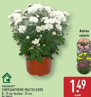 Chrysanthème multifleurs Gardenline