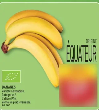 Bananes Variété Cavendish