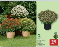 Gros chrysanthème Gardenline
