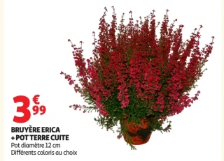 Bruyère Erica + pot terre cuite