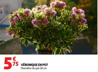 Véronique en pot